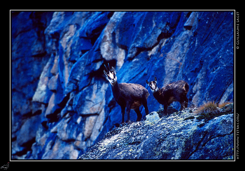 Faune et flore : Chamois sous la tte de la Maye