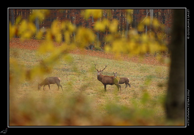 Faune et flore : Cerfs