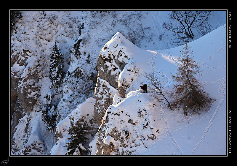 Faune et flore : Chamois sur les vires du Baconnet