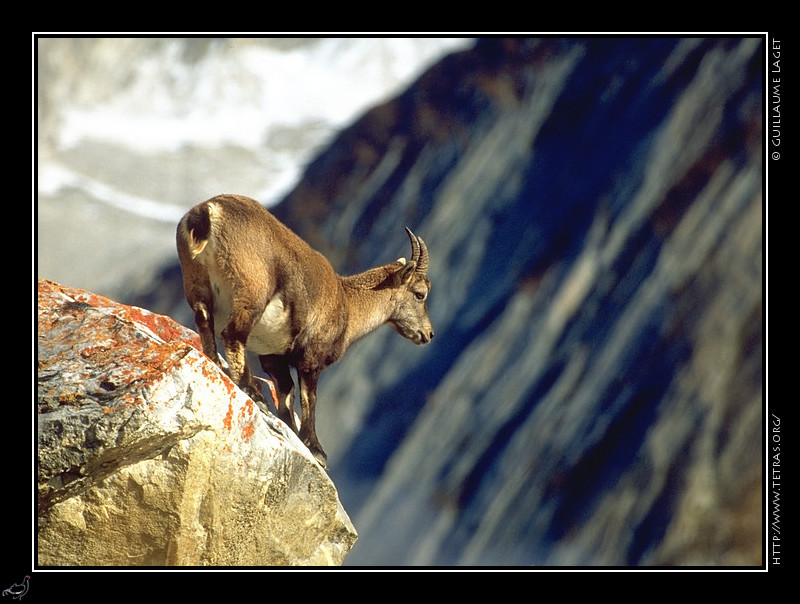 Faune et flore : Jeune bouquetin en quilibre sur un rocher