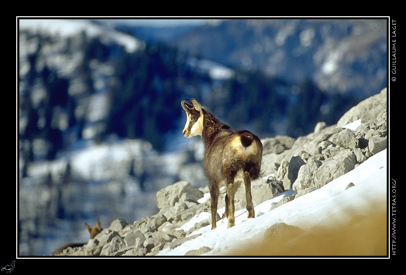 Faune et flore : Chamois  l'approche de l'hiver