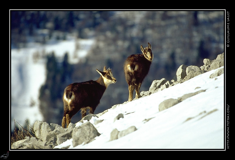 Faune et flore : Deux terlous