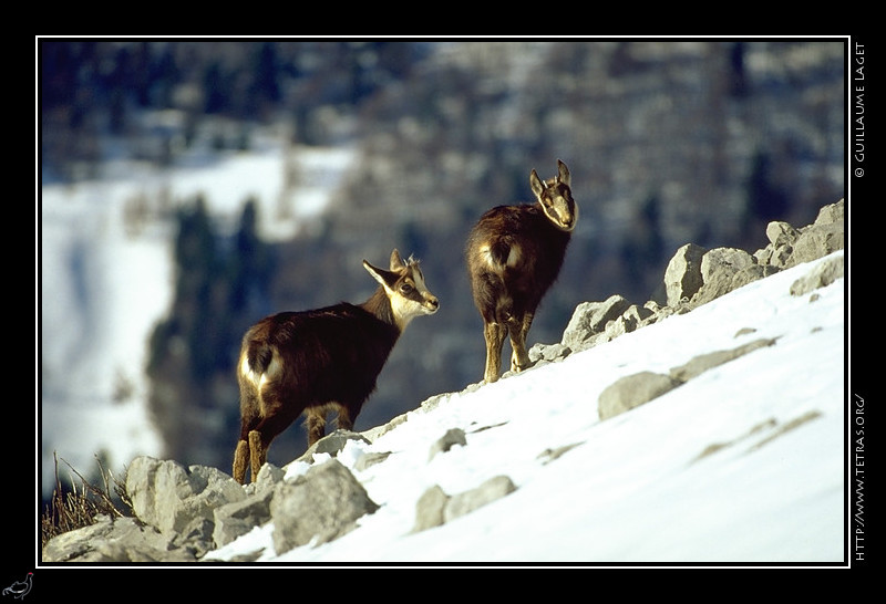 Faune et flore : Deux terlous