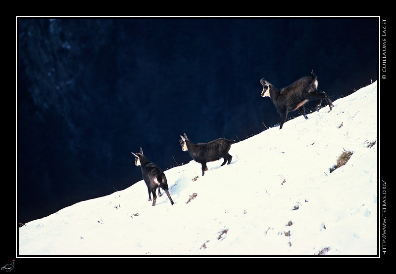 Faune et flore : Chamois