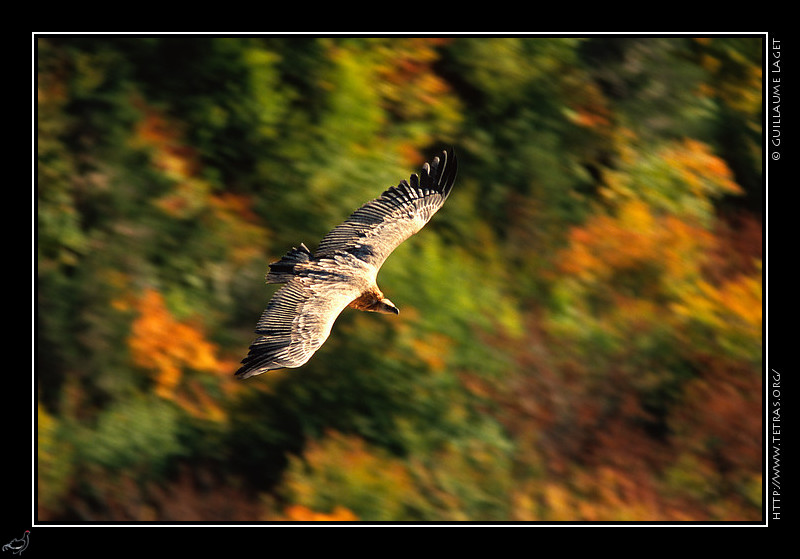 Faune et flore : Vautour fauve