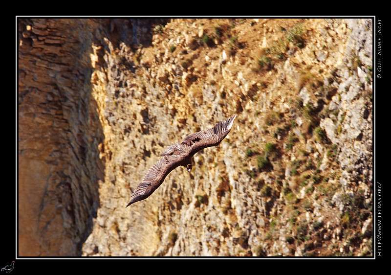 Faune et flore : Vautour Moine en vol dans le Diois