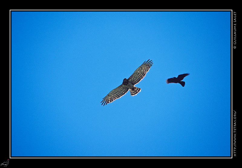 Faune et flore : Circate attaqu par une corneille