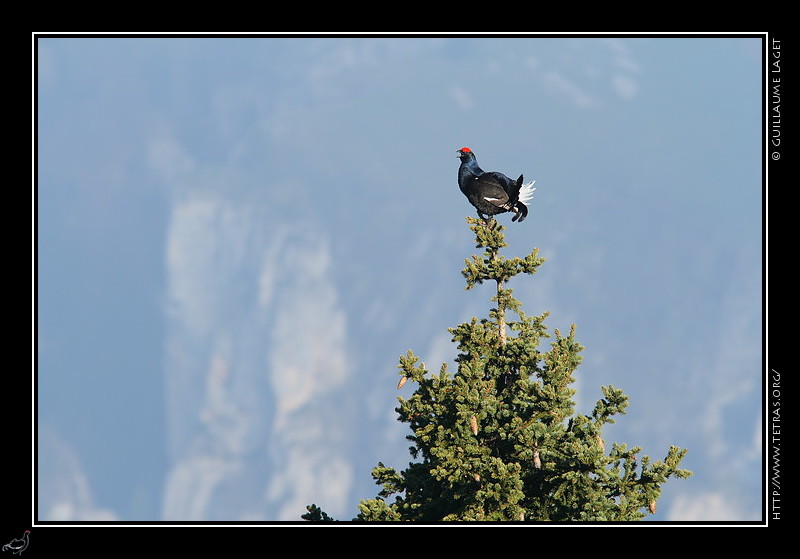 Faune et flore : Ttras chantant branch