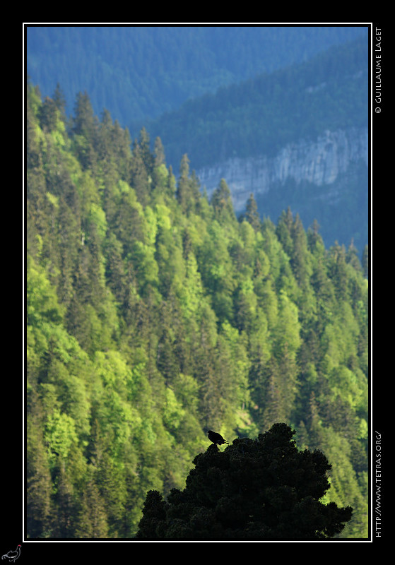 Faune et flore : Un ttras-lyre branch, sur la descente de la Dent de Crolles