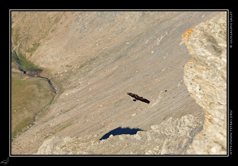 Faune et flore : Aigle royal sous le Grand Glaiza