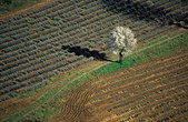 Luberon : Arbre en fleur dans un champ de lavande