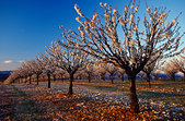 Luberon : Cerisiers en fleurs vers Murs