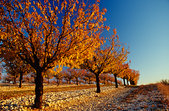 Luberon : Cerisiers a l'automne, vers Murs