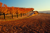 Luberon : Cerisiers a l'automne, vers Murs