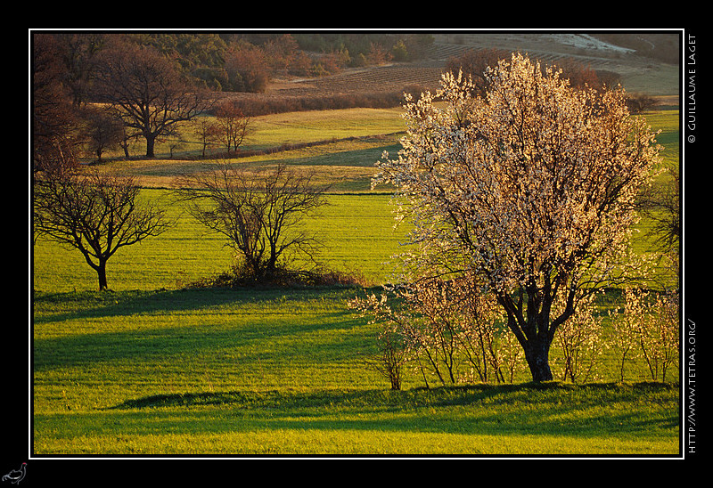 Luberon : Amandier en fleurs vers Murs, en dbut de printemps