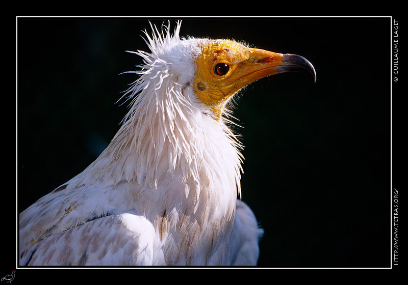 Luberon : Vautour Percnoptre