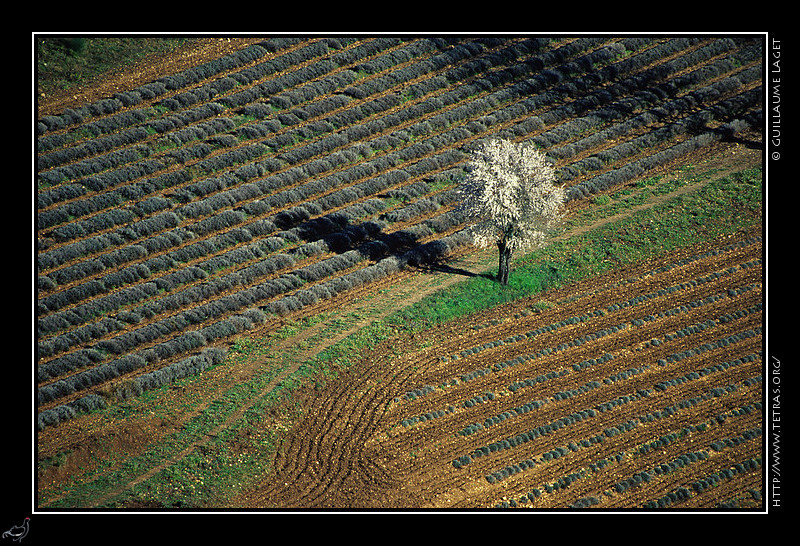 Luberon : Arbre en fleur dans un champ de lavande, vers l'abbaye de Snanque