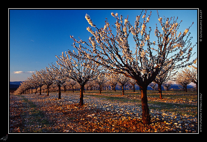 Luberon : Cerisiers en fleurs vers Murs