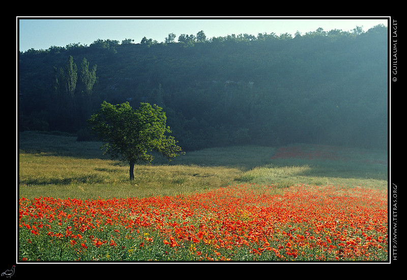 Luberon : Champ de coquelicots en Haute-Provence