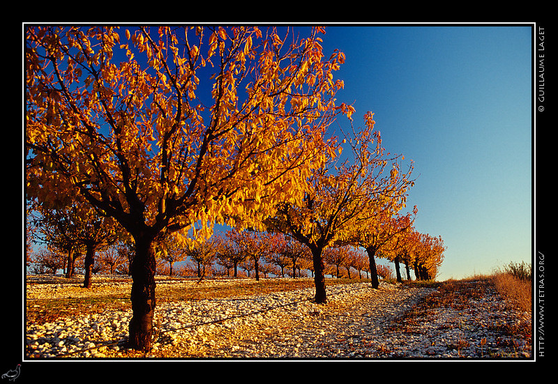 Luberon : Un champ de cerisiers aux couleurs d'automne... pour le gourmand l'anne
est finie mais pas pour le photographe