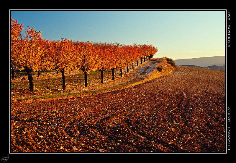 Luberon : Cerisiers  l'automne, vers Murs