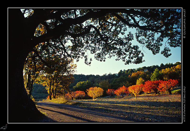 Luberon : Un vieux chne blanc et des cerisiers  l'automne, vers Murs