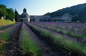 Luberon : Abbaye de Senanque et lavandin