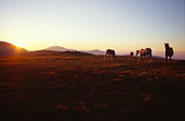 Pyrenees : Chevaux