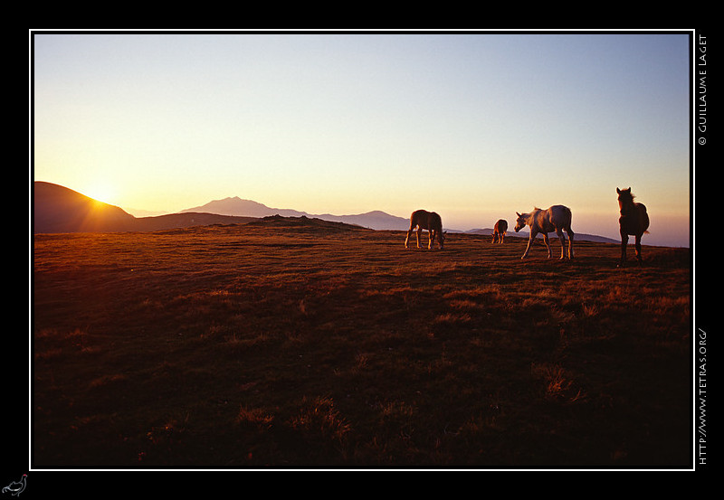 Pyrnes : Chevaux sur un alpage au coucher de soleil