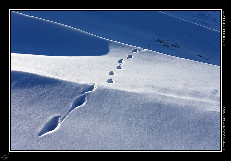 Queyras : Traces de livre dans la neige