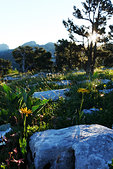 Chartreuse : Fleurs et lapiaz sur les Hauts de Chartreuse