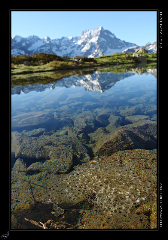 Rcits de randonnes : Oeufs avec des ttards en formation dans le petit lac Bleu dominant le cirque du Gioberney 
