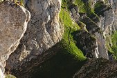 Vercors : Bouquetin au dessus de la vire de Serre-Brion