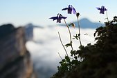 Vercors : Ancolie des Alpes