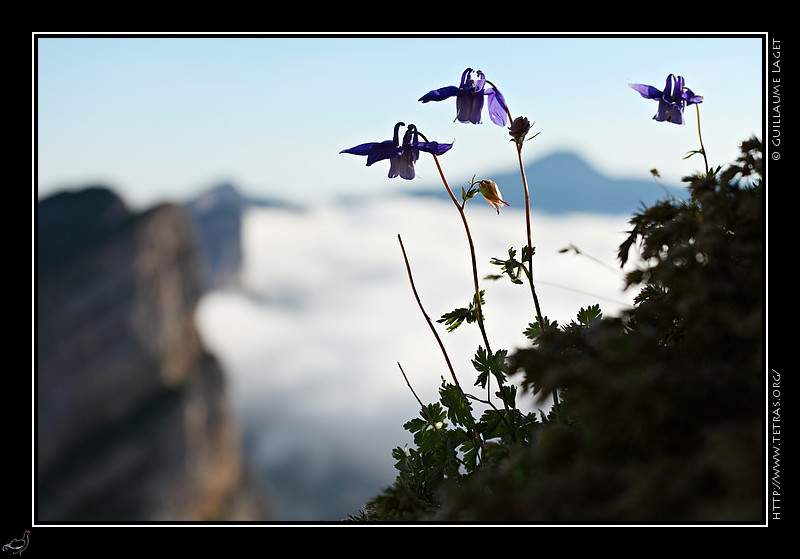 Rcits de randonnes : Des ancolies sur fond de crtes du Vercors oriental 
