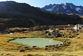 Ecrins : Troupeau vers le reou d'Arsine