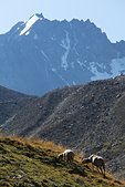 Ecrins : Moutons et agneaux