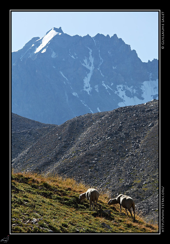 Rcits de randonnes : Des moutons broutent sous le sommet des Agneaux. 
