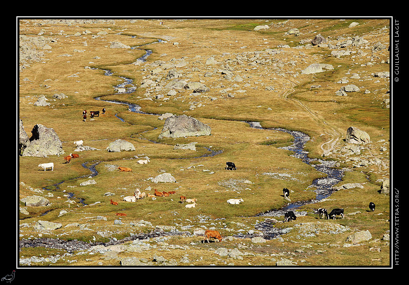 Rcits de randonnes : Plus bas, ce sont les vaches qui profitent du fond de valle plat et herbeux. 
