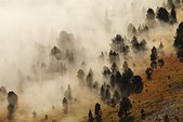 Vercors : Brumes sur la foret de pins