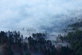 Vercors : Brumes sur la forAt sous le pas de l'Aille