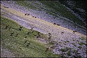 Chamois dans la Casse Varnage