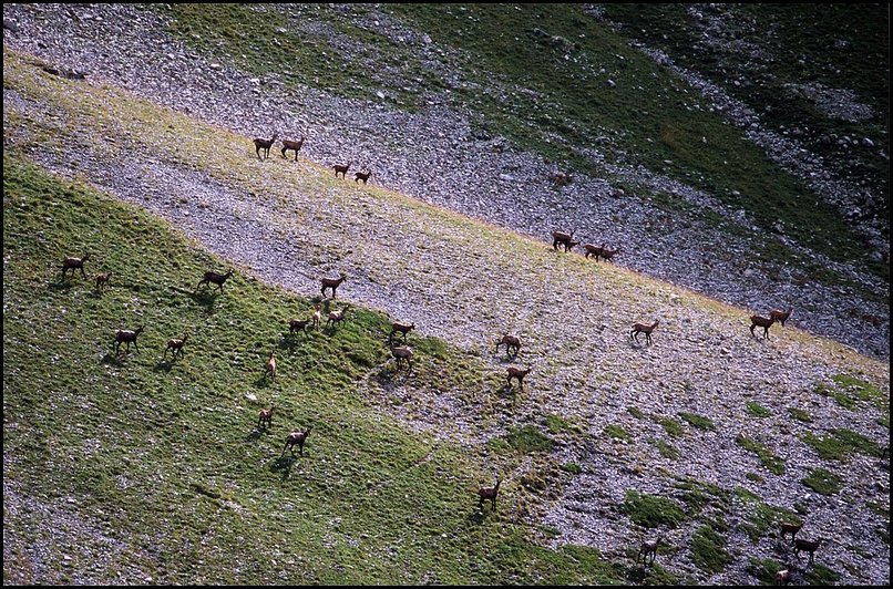 Rcits de randonnes : Durant la traverse de  la grande Casse Varnage, situe sous la crte menant du sommet de
 Rattier au Bonnet de l'Evque, nous croisons une bonne soixantaine de chamois,
 qui malheureusement s'enfuieront tous  notre approche.
 
