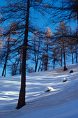 Ecrins : Foret de melezes en hiver vers le Monetier