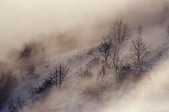 Vercors : Silhouettes de feuillus dans la brume de fin d'automne