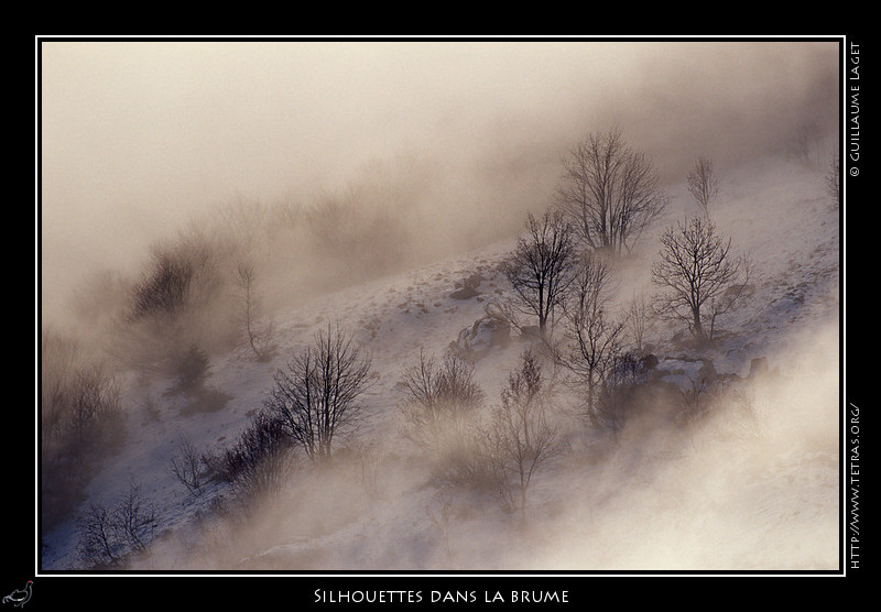 Rcits de randonnes : Silhouettes de feuillus dans la brume de fin d'automne