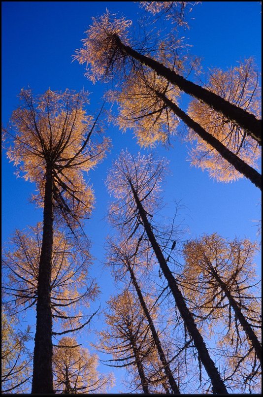 Rcits de randonnes : Quelques mlzes encore jaunes en cette fin d'automne doux...ce genre de photos est un grand classique : depuis quelques annes, pas un automne ne passe
 sans que je trouve une fort peu dense de hauts mlzes pour les photographier
 en contre-plonge.
 
