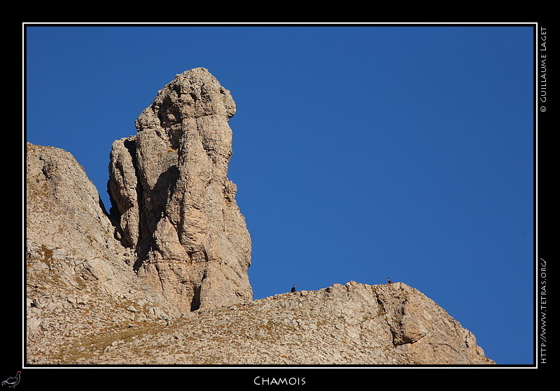 Rcits de randonnes : Quelques chamois peu craintif nous regardent progresser dans les caillasses...
 
