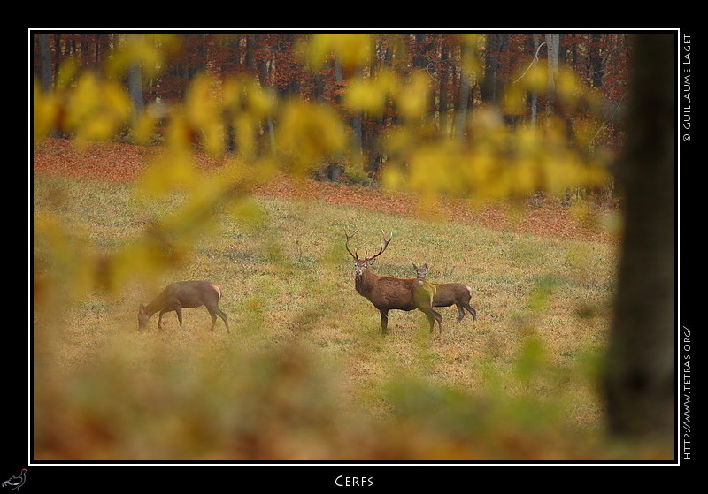 Rcits de randonnes : Sur la route du retour, quelques cerfs dans un champs bravent les chasseurs entendus  proximit...
 
