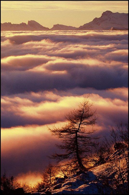 Photo : Vercors : Une mer de nuages recouvre le Trives et la valle du Drac... Sur le sentier du Col Vert, un mlze isol  contre-jour regarde les sommets du Dvoluy. 
